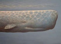 Sperm_whale1b.jpg