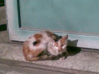 alfaris_net_1229501124.jpg