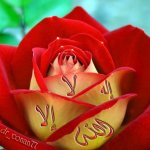 زهرة الوفاء.jpg
