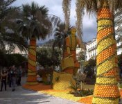 برتقال وليمون (5).jpg