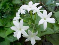 بببببببببjasmine.jpg