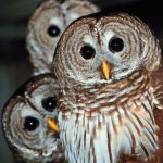 071019-urban-owls_big.jpg