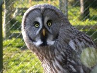 Great Grey Owl.jpg