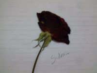 صورة023.jpg