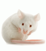 image005.gif