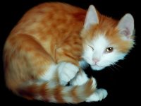 lovely_cats_screensaver_28771.jpeg