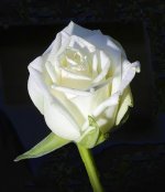 rose-blanche.jpg