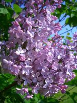 lilac.jpg