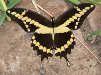giant-swallowtail.jpg