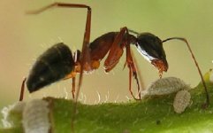 the ants.jpg