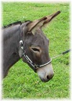 the donkey.jpg