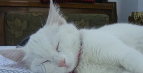 DSC08246.jpg