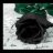 black rose